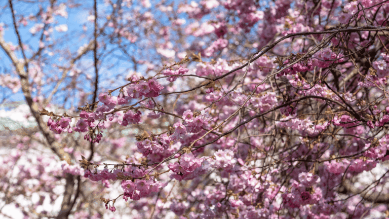 Körsbärsträd i blomning med en vacker blå himmel i bakgrunden, 