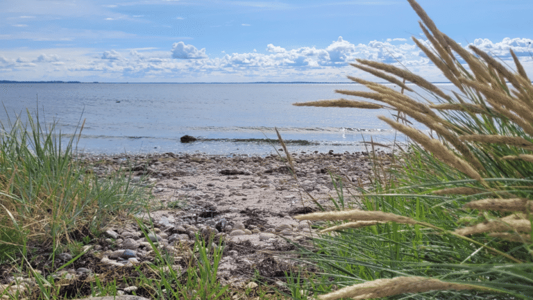 En stenig strand med havet och horisonten i bakgrunden. Himlen är blå med några moln. I förgrunden ser man vass på stranden.